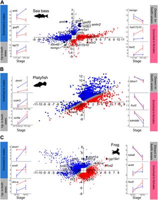 Extraordinary variability in gene activation and repression programs during gonadal sex differentiation across vertebrates